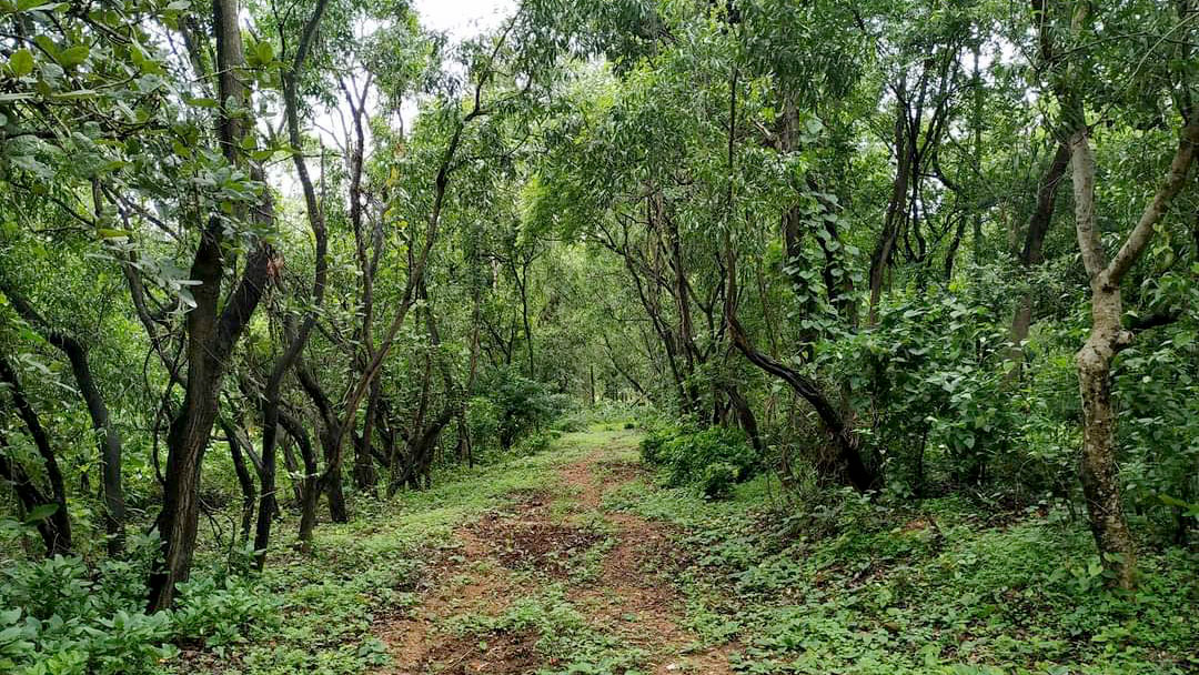 বুদ্ধদেবের ম্যাকলাস্কিগঞ্জে