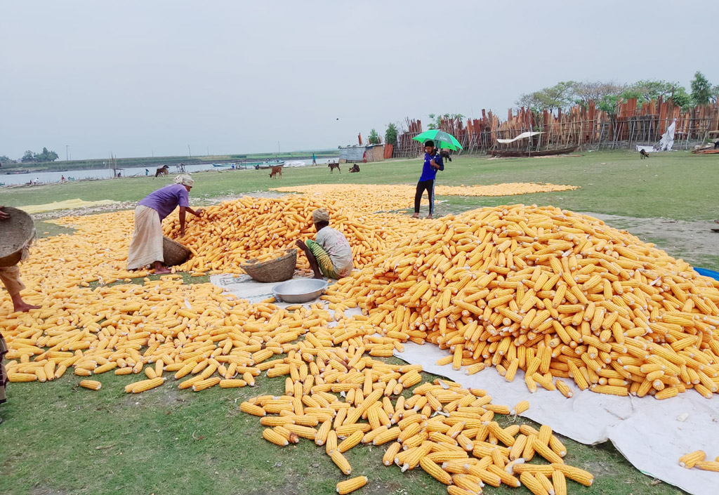 হাওরে ভুট্টা কাটা শেষে চলছে মাড়াই ও সংরক্ষণের কাজ। চাষীরা দিন-রাত পরিশ্রম করেছে হলুদ ফসল ভুট্টা উত্তোলনে। ইটনা, কিশোরগঞ্জ। ৩১ মার্চ, ২০২৩। ছবি: মো. ফরিদ রায়হান