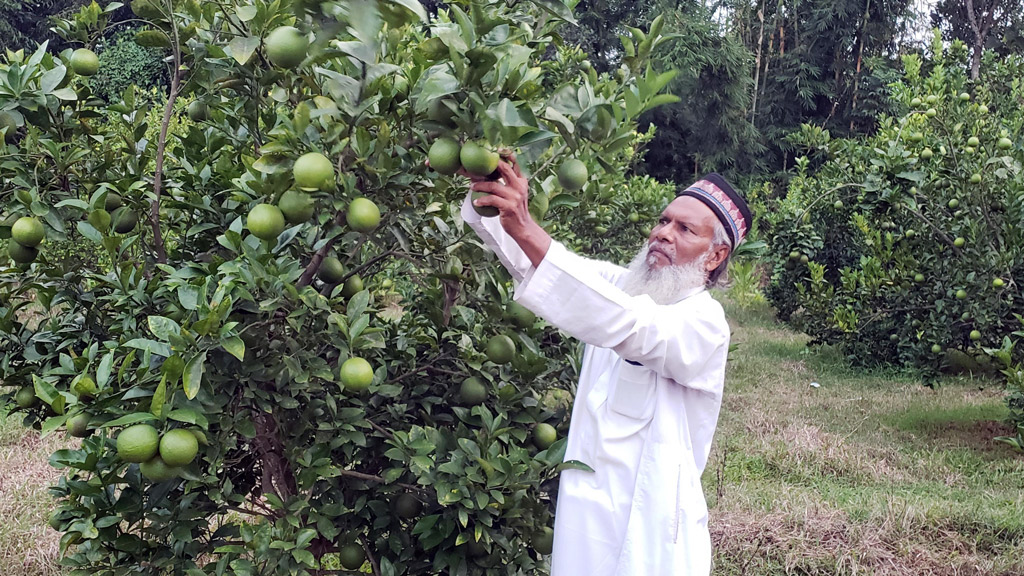 মাল্টা চাষে পথ দেখালেন কসবার তাজুল ইসলাম