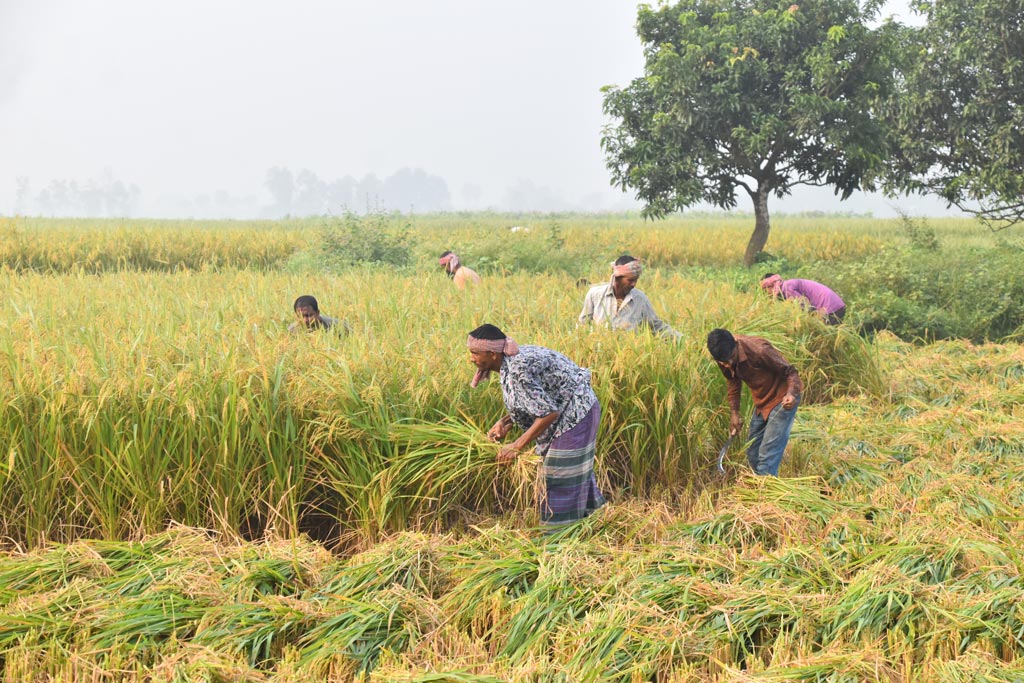 বরেন্দ্র অঞ্চলে জিরা ধান পেকে গেছে। কৃষকেরা সকাল থেকে ধান কাটছেন। হাসি মুখে কাটা ধান হাতে দাঁড়িয়ে আছেন এক কৃষক। গোদাগাড়ী উপজেলা রিশিকুল ইউনিয়ন চব্বিশ নগর স্টেশনে এলাকা থেকে তোলা, রাজশাহী, ২১ অক্টোবর ২০২৪। ছবি: মিলন শেখ