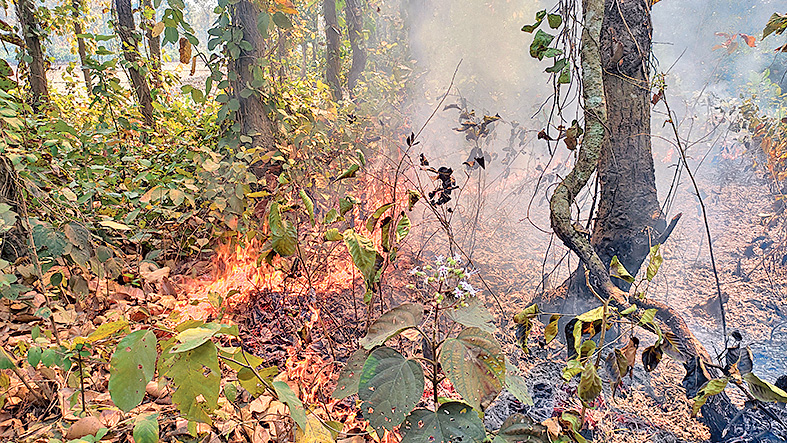 বনে আগুন, খোঁজ নেই কর্মকর্তাদের