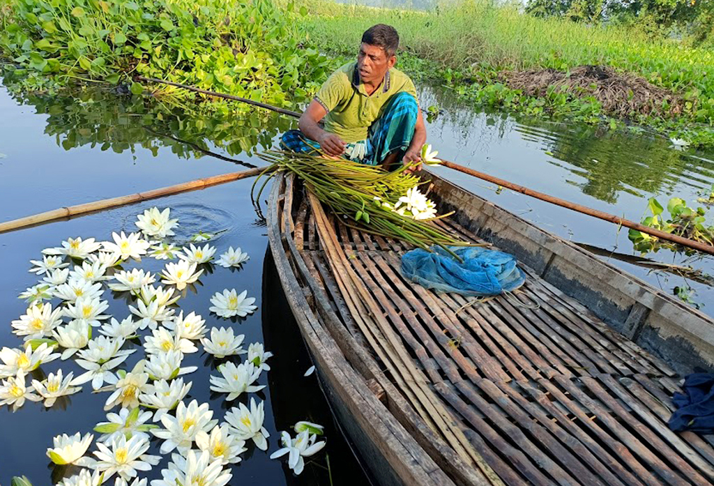 লতা-গুল্মে ভরা বিলের স্বচ্ছ পানিতে ফুটেছে অনেক সাদা শাপলা। প্রকৃতির বুকে আঁকা এ যেন এক নকশিকাঁথা। স্থানীয়দের কাছে মেন্দী বিল নামে পরিচিত জায়গাটিকে সৌন্দর্য উপভোগের জন্য আসেন পর্যটকেরা। আবার স্থানীয় অনেকেই এখান থেকে শাপলা তুলে নিজেরা সবজি হিসেবে খান কিংবা বাজারে বিক্রি করেন। সাধারণত বছরের সেপ্টেম্বর মাসের শেষ থেকে অক্টোবর মাস জুড়ে এখানে শাপলার আধিপত্য থাকে। ঘিওর উপজেলার বাষ্টিয়া এলাকা, মানিকগঞ্জ, ১৪ অক্টোবর ২০২৩। ছবি: আব্দুর রাজ্জাক