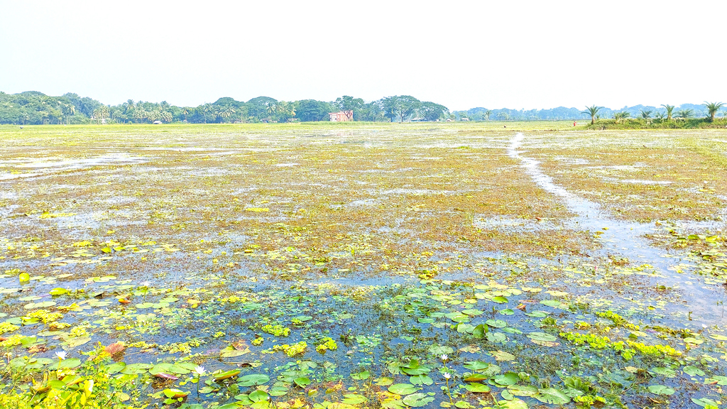 যশোরের ভবদহ: ১৮ হাজার বিঘা জমি অনাবাদি