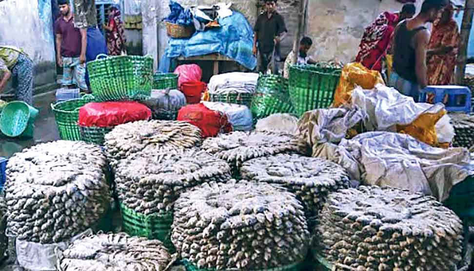 চট্টগ্রামে বড় হচ্ছে নোনা ইলিশের বাজার
