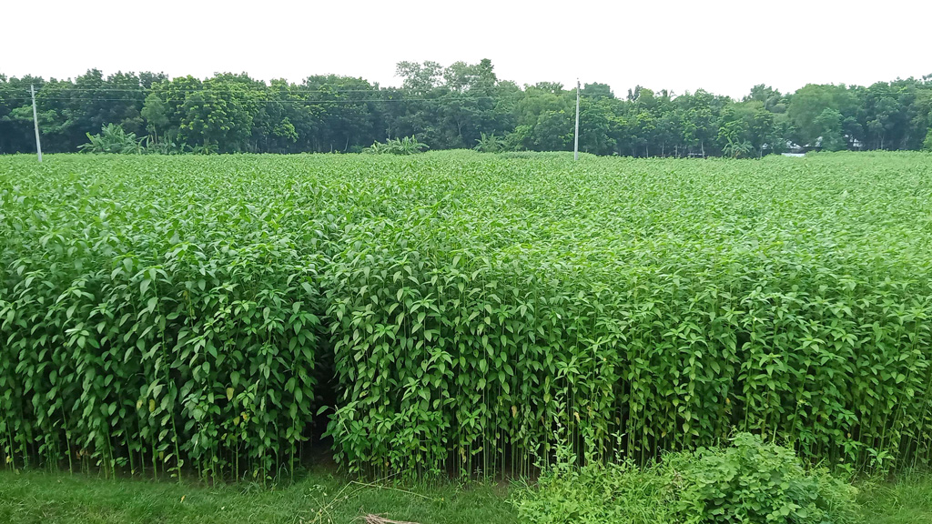 মধুখালীতে পাটের বাম্পার ফলনের সম্ভাবনা