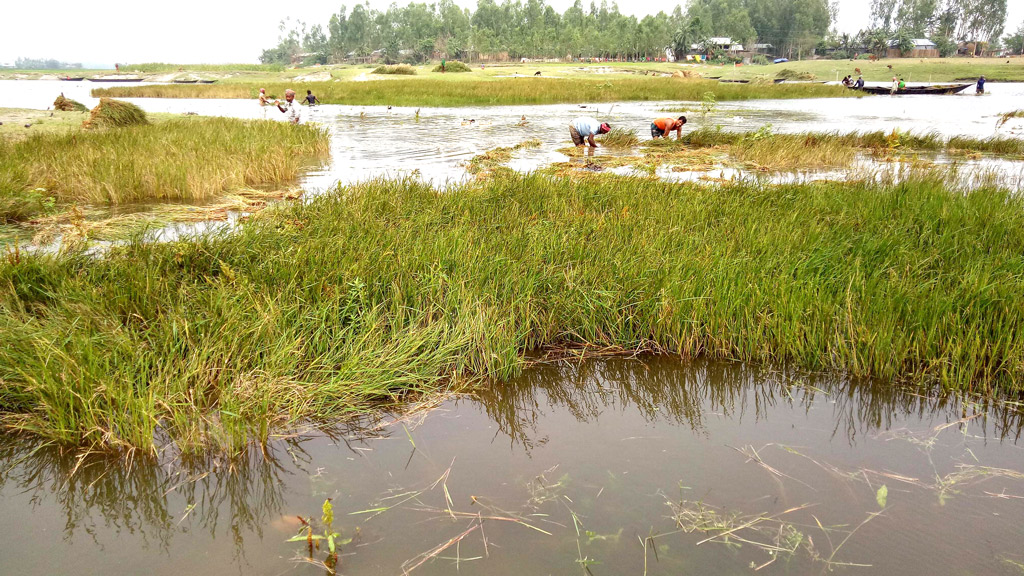 ধান ও সবজিখেত প্লাবিত