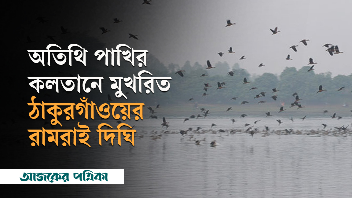 অতিথি পাখির কলতানে মুখরিত ঠাকুরগাঁওয়ের রামরাই দিঘি