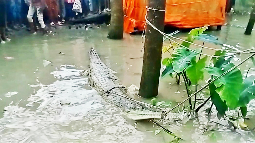 তেঁতুলিয়া নদীতে জেলের জালে আটকা ঘড়িয়াল