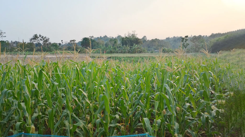 ভুট্টার রেকর্ড ফলনের আশা