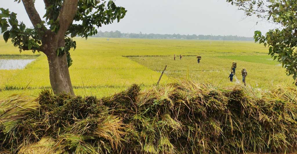 ঘূর্ণিঝড় রিমালের প্রভাবে প্রচুর বৃষ্টি হয়েছে চাটমোহরে। বৃষ্টিতে ডুবেছে বোরো ধান। বুক পানিতে নেমে ধান কেটে মাথায় করে রাস্তায় তুলছেন কৃষি শ্রমিকেরা। উপজেলার বিলচলন ইউনিয়নের একটি বিল থেকে তোলা, পাবনা, ২৯ মে ২০২৪। ছবি: শুভাশীষ ভট্টাচার্য্য তুষার