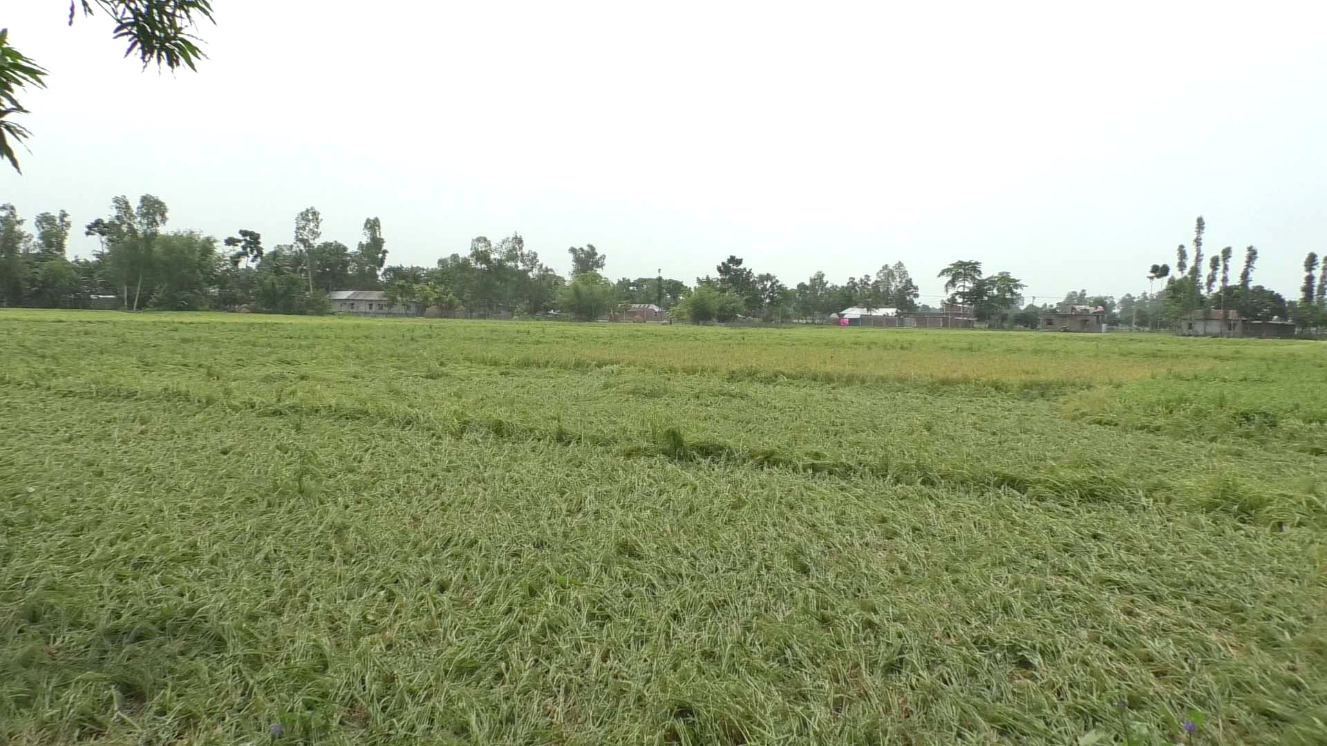 কালবৈশাখীতে নুয়ে পড়েছে পাকা ধান, কৃষকের দুশ্চিন্তা