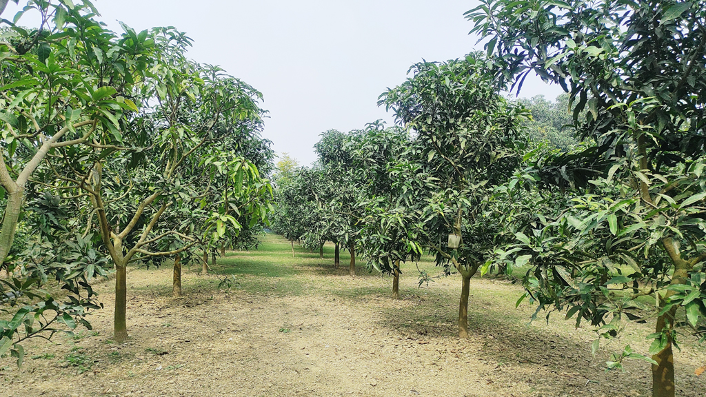 আম চুরির অভিযোগে পিটিয়ে হত্যা