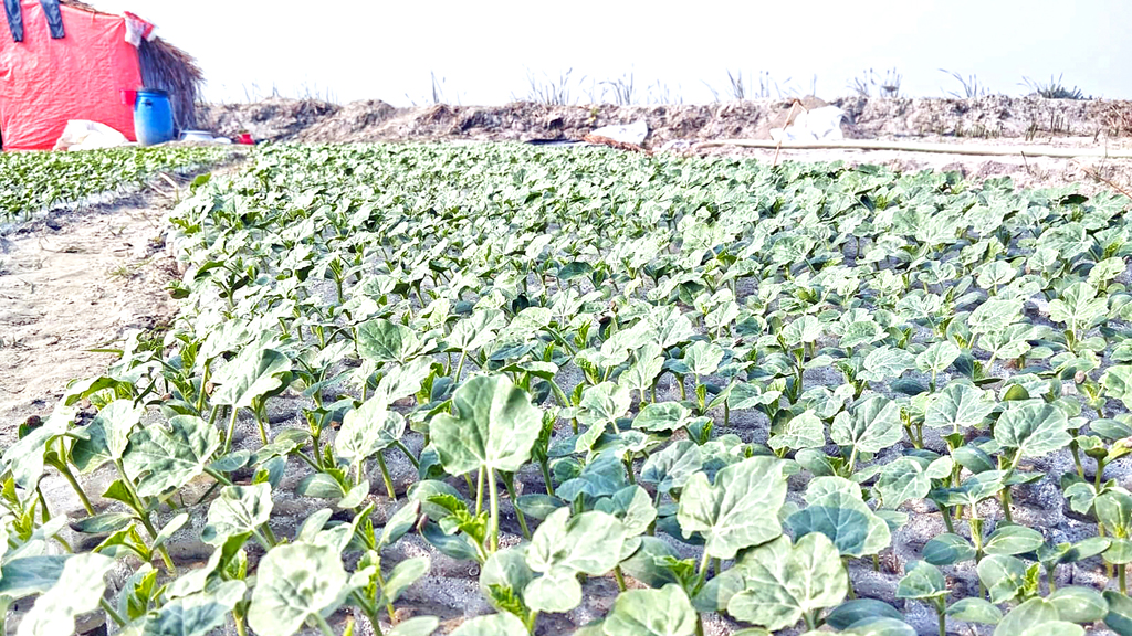 তরমুজ ‘বিপ্লবে’ সারসংকট