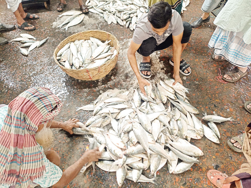 আগামী সপ্তাহ থেকে ইলিশ আহরণ বাড়তে পারে