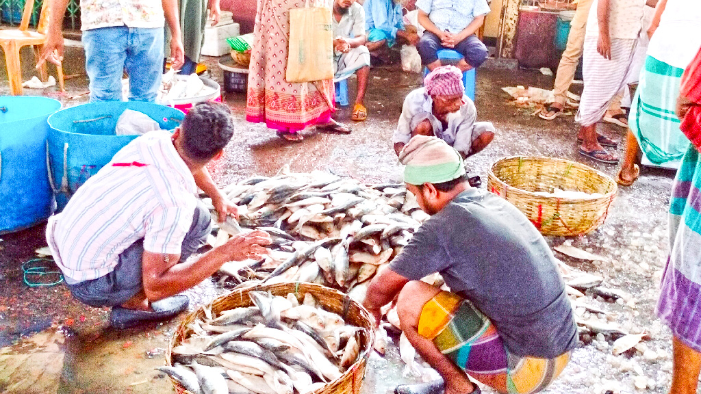 নিষেধাজ্ঞার ১ মাস পরও ইলিশ মিলছে কম, বাড়ছে দাম