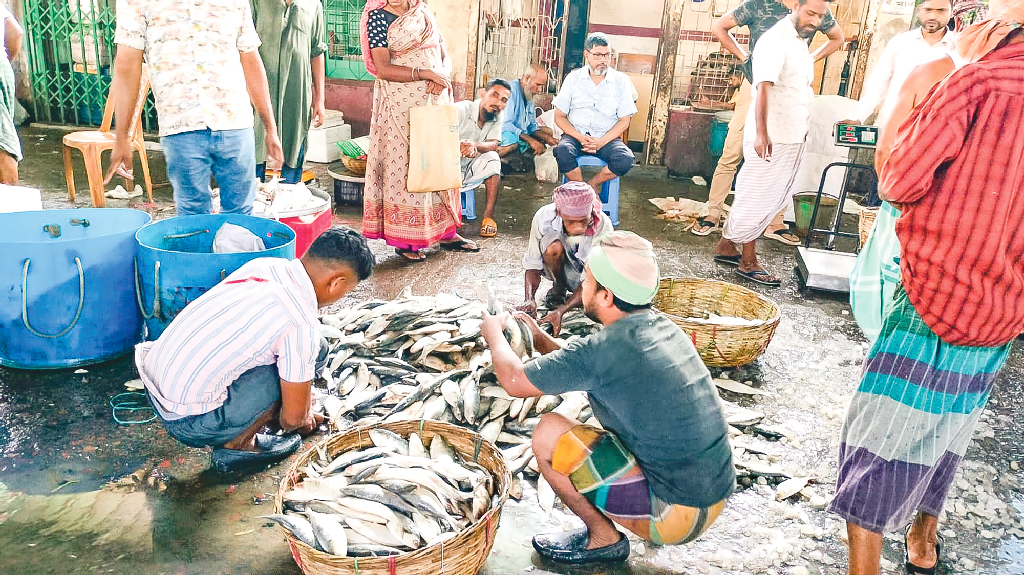 বরিশালে বড় ইলিশের দেখা মিলছে না