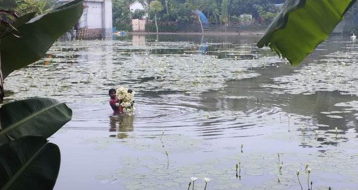 পানিতে থই থই করছে জলাশয়। আনন্দ করতে করতে শিশুরা তুলছে শাপলা ফুল। তালা উপজেলার পাটকেলঘাটা বিল, সাতক্ষীরা, ১০ অক্টোবর ২০২৪। ছবি: মুজিবুর রহমান