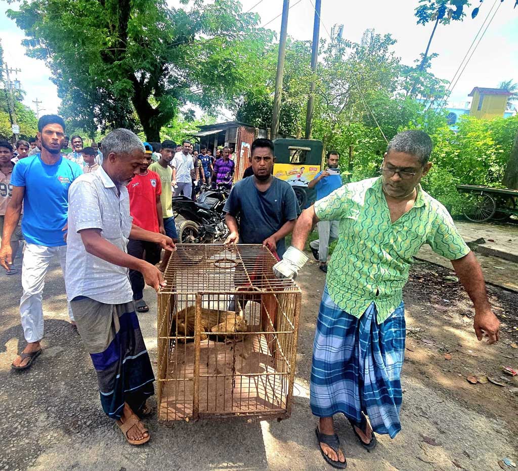 বিদ্যুতায়িত হয়ে মাটিতে পড়ল বিরল উল্টোলেজি বানর