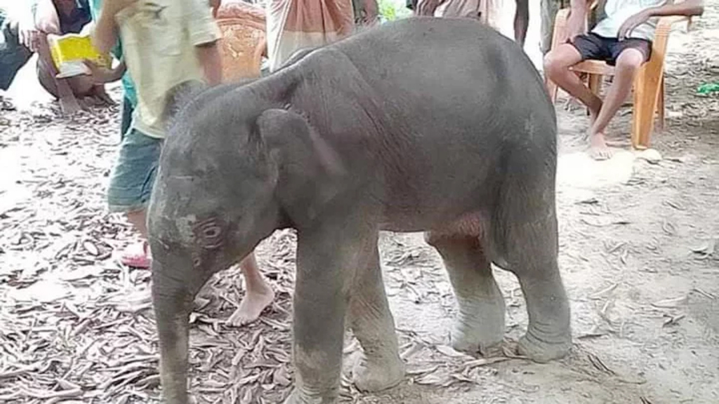 কাদা মাটিতে আটকে পড়া হাতিশাবকের ঠাঁই হলো সাফারি পার্কে