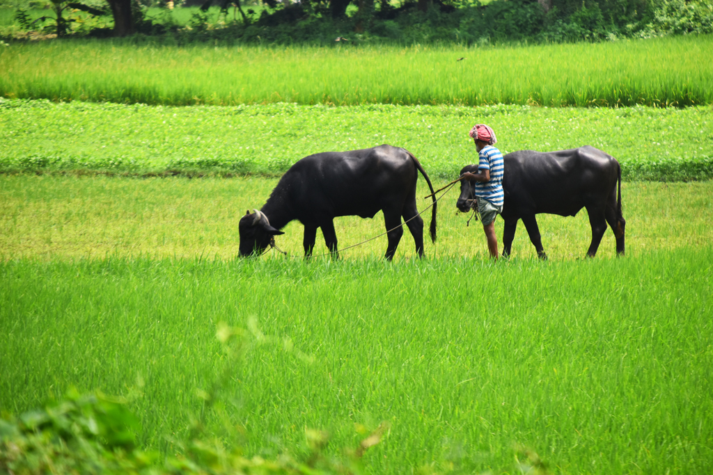 সবুজ ঘাসে ভরে গেছে মাঠ। এর মধ্যে জমিতে মহিষ চড়াচ্ছেন কৃষক। গোদাগাড়ী উপজেলা রসিকুল ইউনিয়ন চব্বিশ নগর এলাকা থেকে তোলা, রাজশাহী, ২১ সেপ্টেম্বর ২০২৪। ছবি: মিলন শেখ