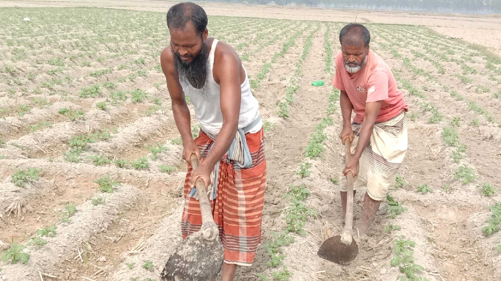 আগের লোকসান কাটাতে আবারও আলুতেই ঝোঁক
