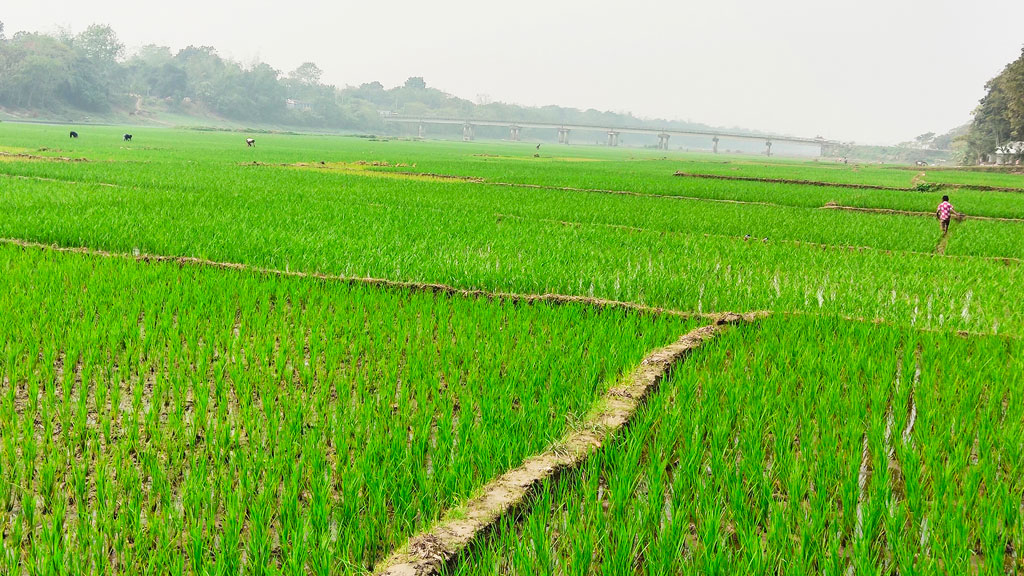 নদীর বুকে বোরো চাষ