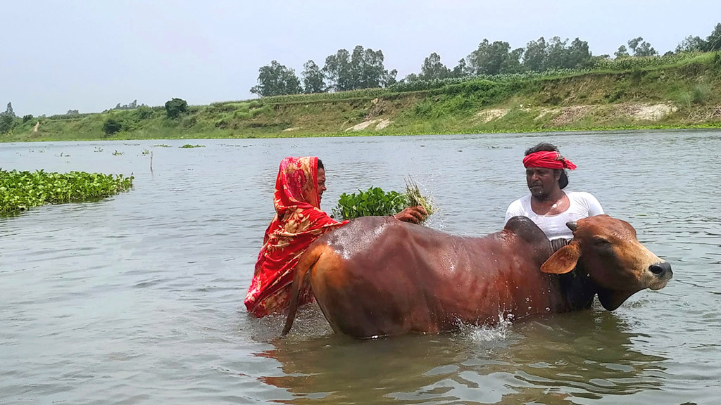গৃহপালিত পশুকে কালীগঙ্গা নদীর ধারে গোসল করাচ্ছেন কৃষক দম্পতি। কাউটিয়া গ্রাম, ঘিওর, মানিকগঞ্জ, ৭ সেপ্টেম্বর ২০২৩। ছবি: আব্দুর রাজ্জাক।