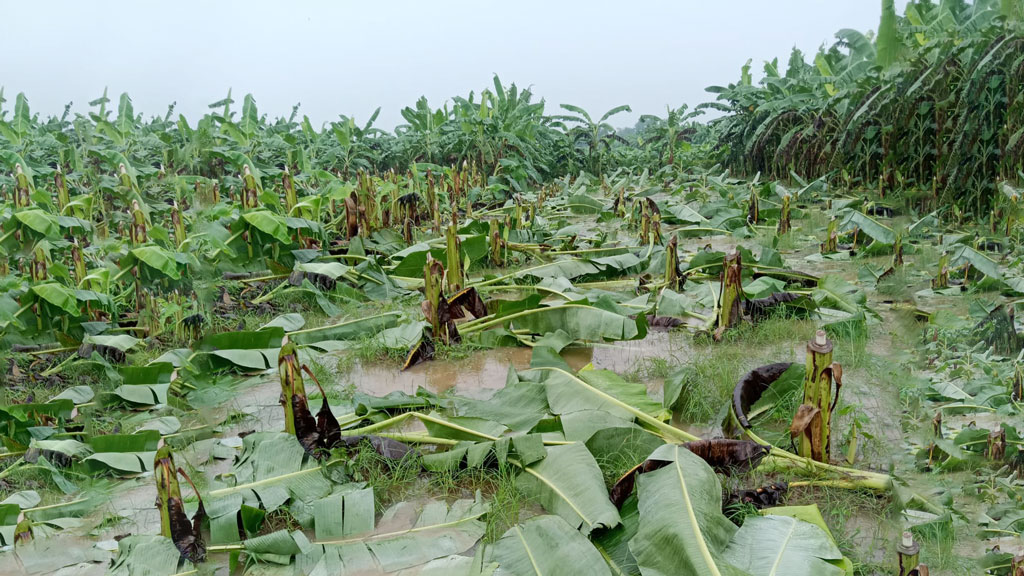 ঈশ্বরদীতে কৃষকের ১৫০০ কলাগাছ কেটে দিল দুর্বৃত্তরা