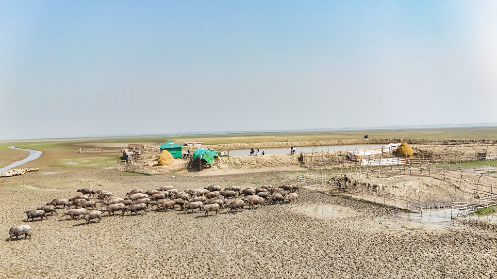 নোয়াখালীর হাতিয়া: চর দখলের মচ্ছব, গরুমহিষের খাদ্যসংকট