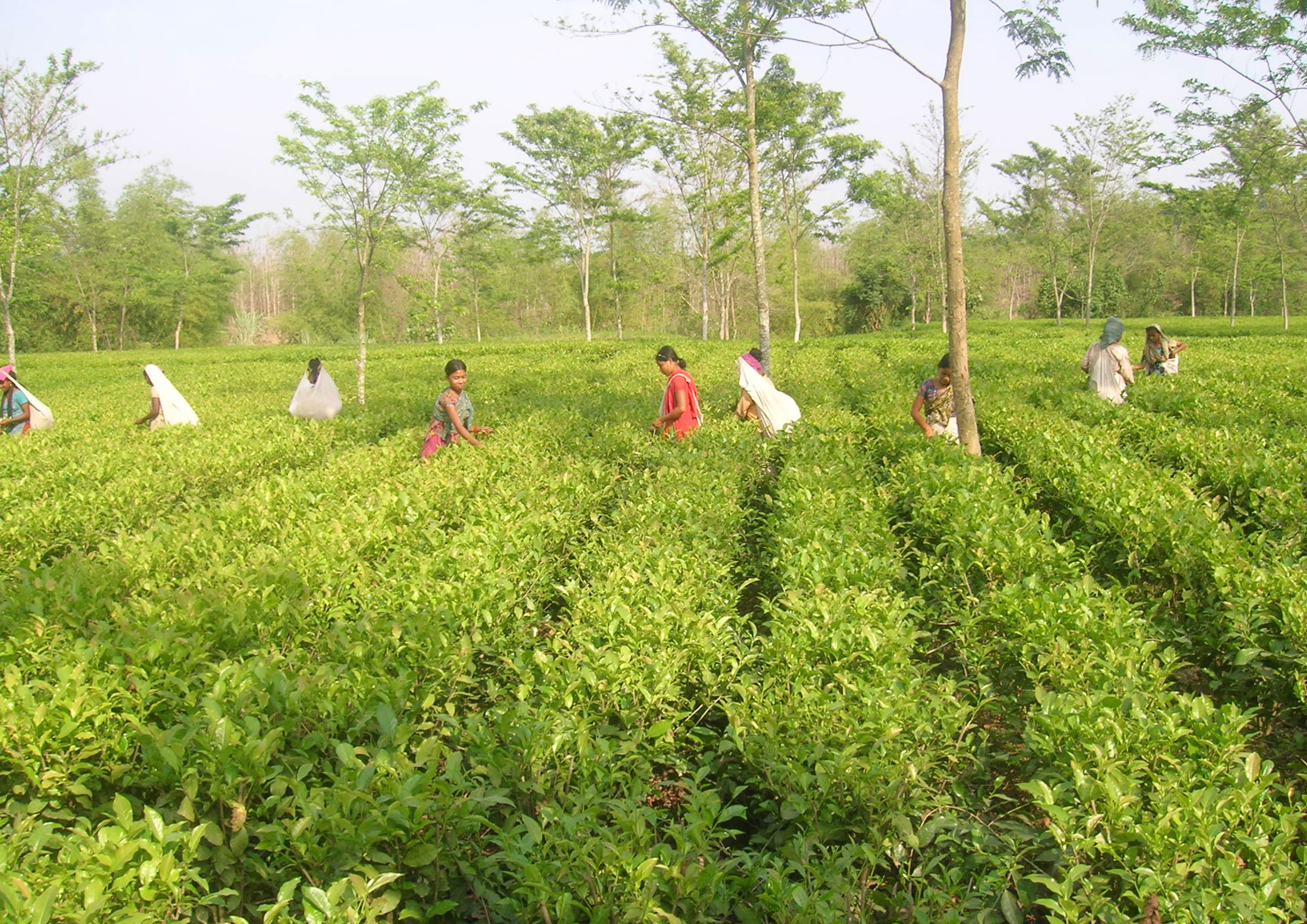 ৪০ হাজার চা শ্রমিকের ভোট দেওয়া নিয়ে শঙ্কা