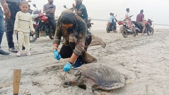 সৈকতে ফের ভেসে এসেছে দুটি মৃত মা কচ্ছপ