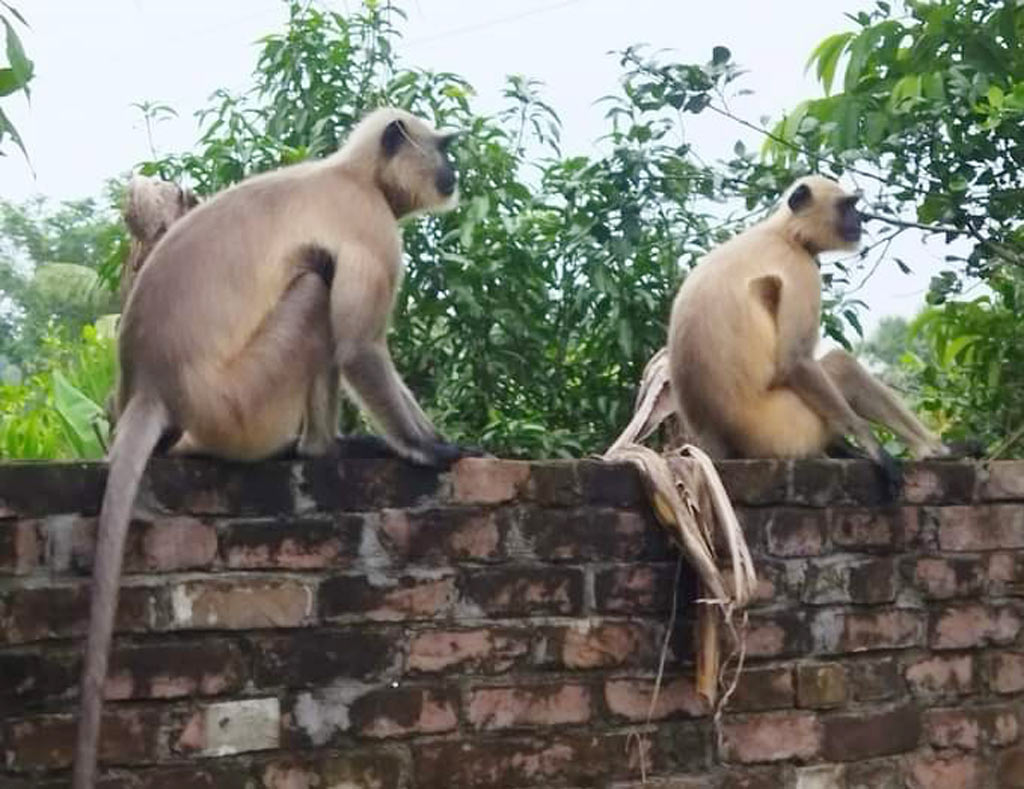 যশোরের কেশবপুর উপজেলার হনুমান খাদ্যের সন্ধানে পাটকেলঘাটার লোকালয়ে ঘুরে বেড়াচ্ছে। গতকাল রোববার পাটকেলঘাটার রাজেন্দ্রপুর এলাকায়, সাতক্ষীরা, ১১ ডিসেম্বর ২০২৩। ছবি: মুজিবুর রহমান