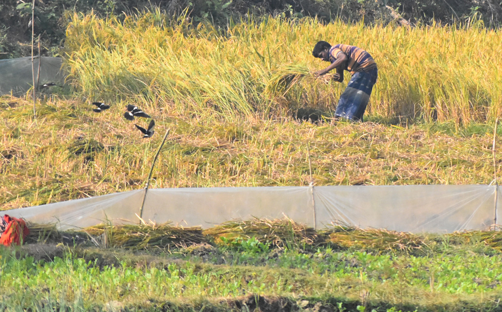 মাঠ জুড়ে পেকে আছে ধান। তাই এখন ধান কাটার ধুম পড়েছে। রাজশাহী সদর, রাজশাহী, ৩০ নভেম্বর, ২০২২। ছবি: মিলন শেখ