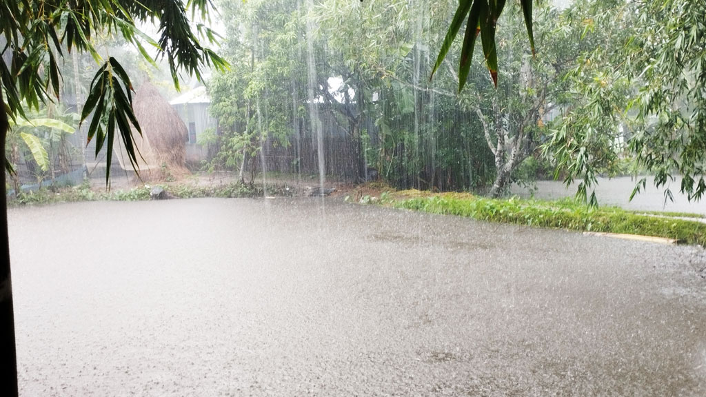 ভাদ্রের ভারী বর্ষণে দুশ্চিন্তায় আমনচাষিরা