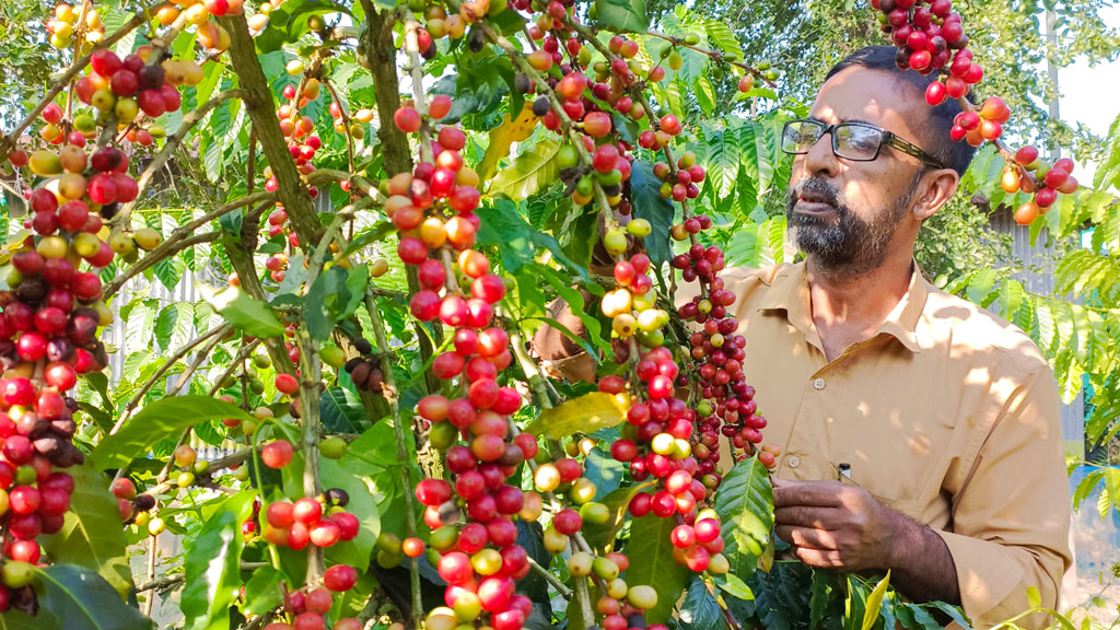 আনারসের রাজ্যে কফি চাষ