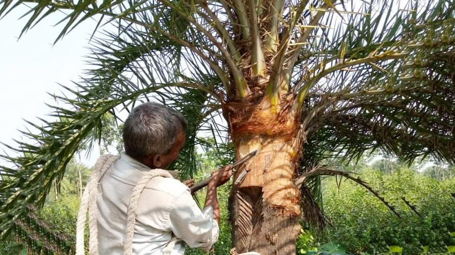 কমে যাচ্ছে খেজুর গাছ, গুড়ে বাড়ছে ভেজাল