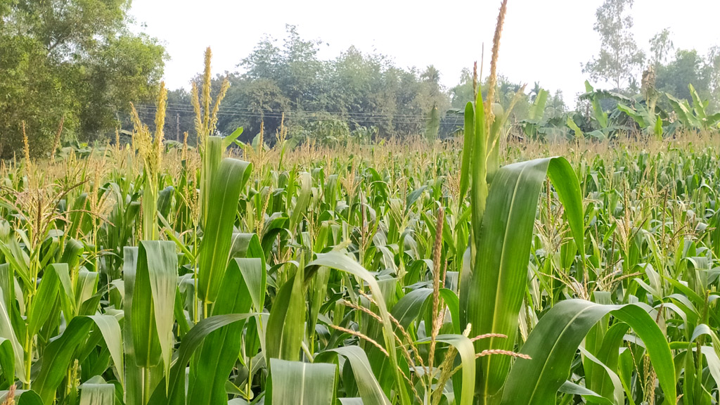 বেড়েছে ভুট্টার আবাদ