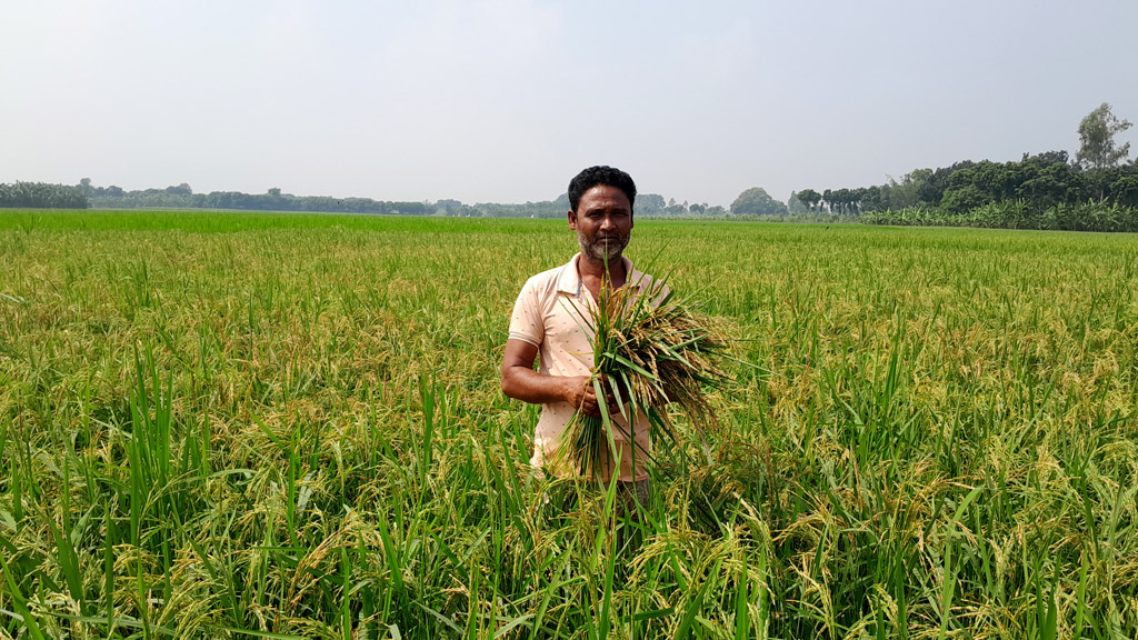 ‘ভেজাল বীজে’ ধানে চিটে, দিশেহারা কৃষকেরা