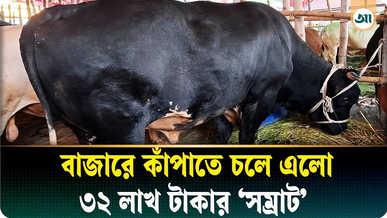গাবতলীর বাজার কাঁপাচ্ছে ‘সম্রাট’, দাম যার ৩২ লাখ