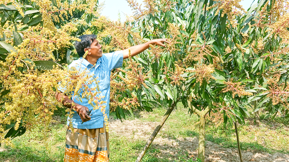 আম বাগান: ভালো ফলন ও দাম নিয়ে শঙ্কা কৃষকের