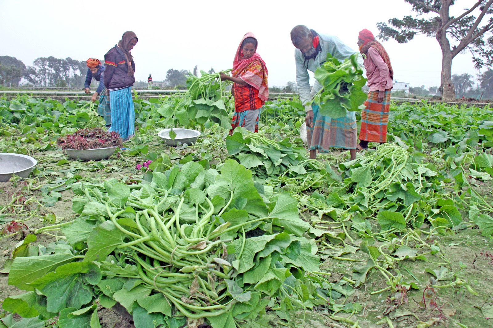 শীত শেষে সাভারের হেমায়েতপুর এলাকায় ফসলের মাঠ থেকে অবশিষ্ট সবজি সংগ্রহ করছেন কৃষকেরা। ছবি: আজকের পত্রিকা