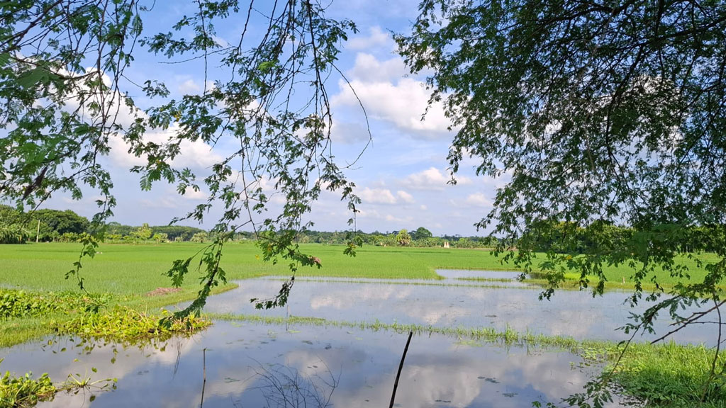 বৃষ্টিতে সবজি খেত ক্ষতিগ্রস্ত, বাজারে সরবরাহ কমে যাওয়ায় দাম চড়া