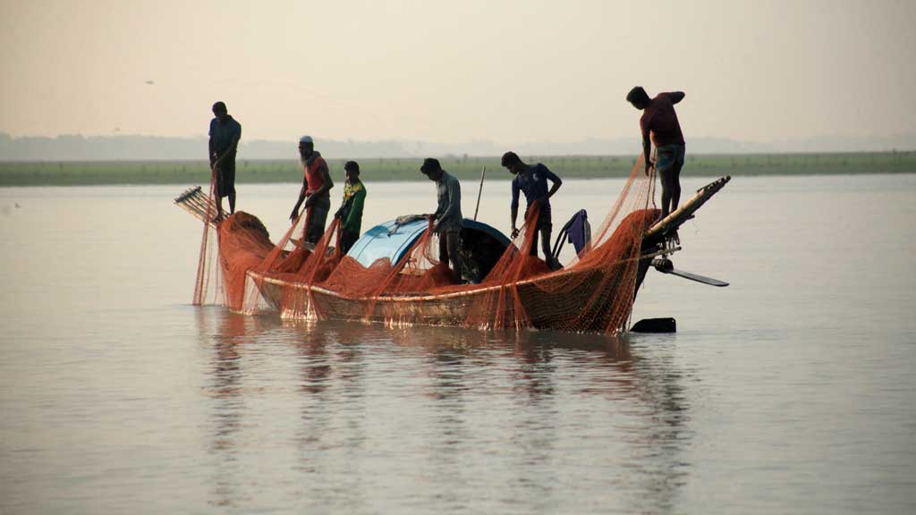 ইলিশ নয়, মিলছে জাটকা