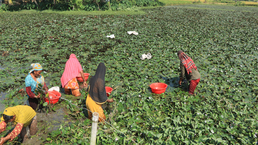 পতিত জমিতে পানিফল