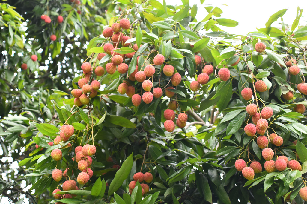 গাছে থোকায় থোকায় ঝুলছে লাল রঙের পাকা বোম্বাই লিচু। নগরের পদ্মা আবাসিকের চন্দ্রিমা এলাকার একটি বাগান, ২৬ মে ২০২৪। ছবি: মিলন শেখ
