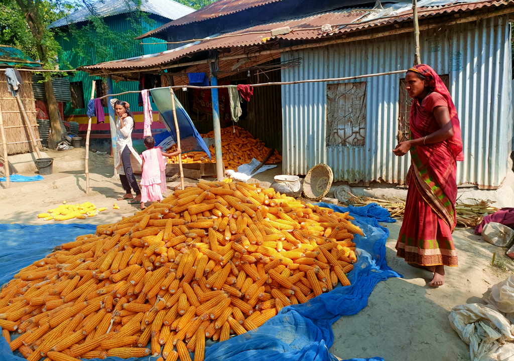 ঘিওরে ভুট্টার আবাদ ভালো হয়েছে। এখন কাটা ও মাড়াইয়ে ব্যস্ত সময় পার করছেন কৃষকেরা। কৃষকের বাড়ির উঠানে শুকানো হচ্ছে ভুট্টা। উপজেলার পয়লা ইউনিয়নের শাইলকাই গ্রাম, মানিকগঞ্জ, ৬ এপ্রিল ২০২৪। ছবি: আব্দুর রাজ্জাক