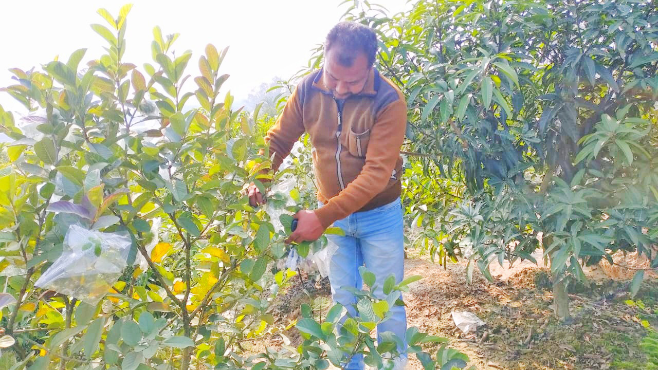 এক বাগানে দুই ফলের চাষ