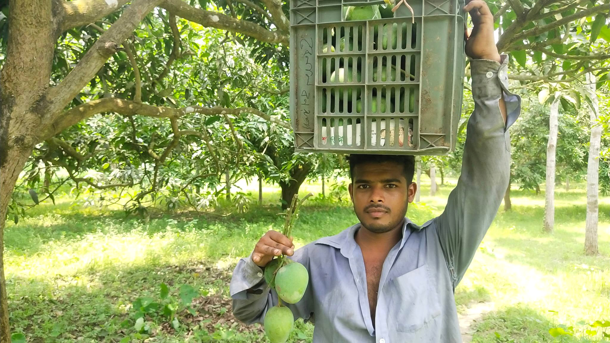 আমের ফলন কম হলেও দাম ভালো