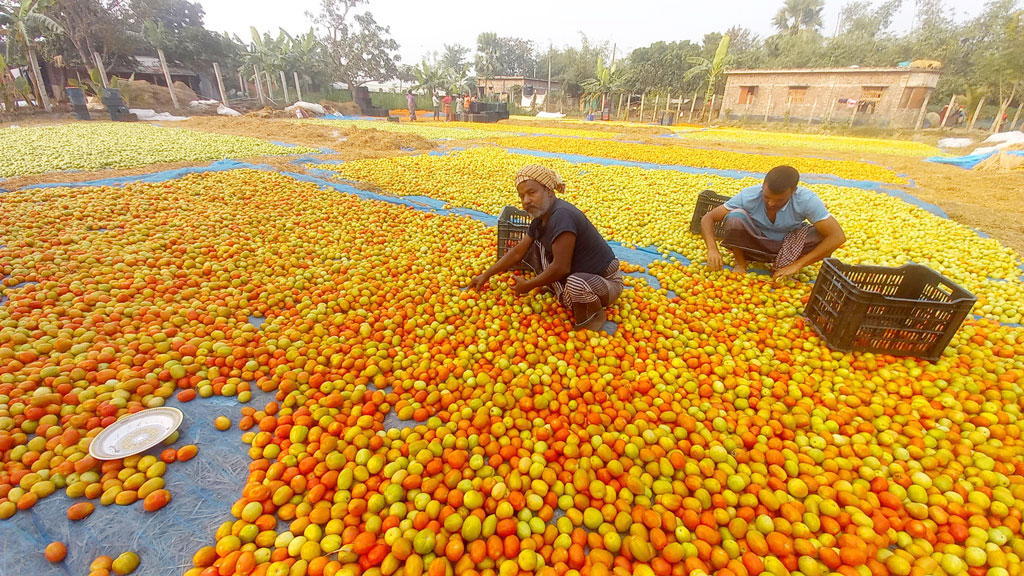 কাঁচা টমেটোতে স্প্রে করার পর রোদে দিয়ে তা পাকানো হচ্ছে। পরে সেগুলো প্যাকেট করে চলে যাচ্ছে দেশের নানা প্রান্তে। রাজশাহী সদর, রাজশাহী, ২৫ ডিসেম্বর, ২০২২। ছবি: মিলন শেখ