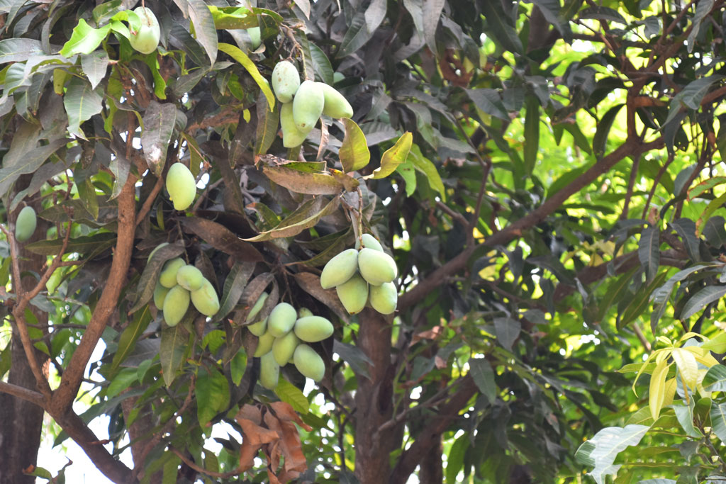 গাছে থোকায় থোকায় ঝুলছে গুটি আম। আগামীকাল ১৫ মে এই আম নামতে শুরু করবে গাছ থেকে। অর্থাৎ এদিন থেকেই পাওয়া যাবে বাজারে। নগরীর মেহেরচন্ডি করইতলা এলাকার একটি আম বাগান থেকে তোলা, রাজশাহী, ১৪ মে ২০২৪। ছবি: মিলন শেখ